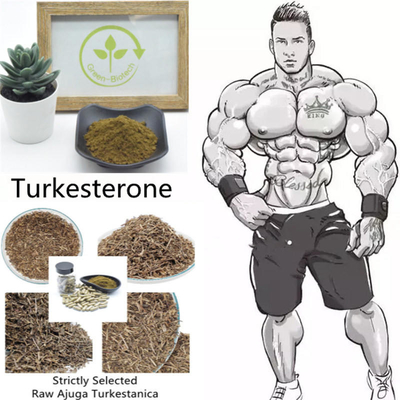 Bubuk Ekstrak Ajuga Turkestanica Non Irradiated 2% 10% 40%