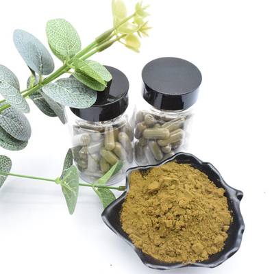 Ekstrak Herbal Ajuga Turkestanica Ekstrak Turkesterone Powder