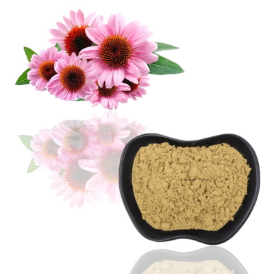 100% Ekstrak Echinacea Purpurea Organik 4% Polifenol 2% Asam Chicorat