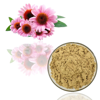 Bubuk Ekstrak Tumbuhan Alami Murni Echinacea Purpurea Ekstrak Bubuk Massal