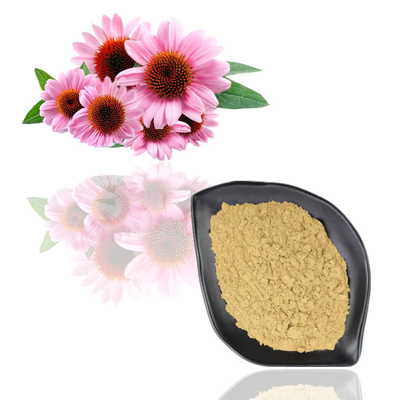Sertifikat Iso 100% Ekstrak Echinacea Purpurea Alami 10% Polifenol