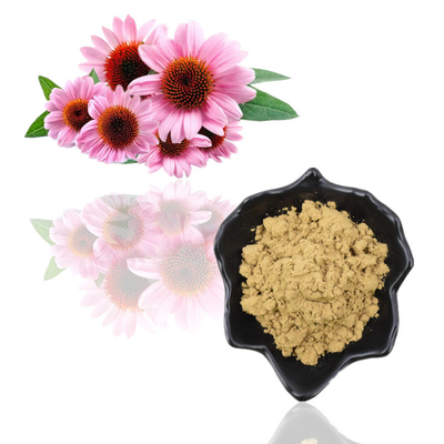 Ekstrak Akar Echinacea Purpurea Herbal Polifenol 4% Ekstrak Echinacea Purpurea