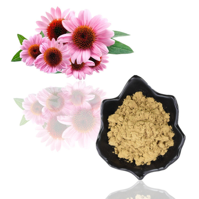 Polifenol 4% Tumbuhan Ekstrak Bubuk Cichoric Acid 1% 4% Ekstrak Echinacea Purpurea