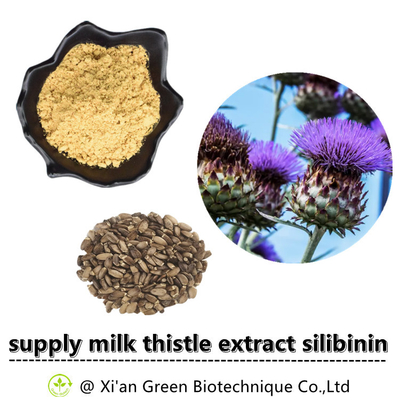 Milk Thistle Plant Extract Powder 80% Silymarin Food Grade