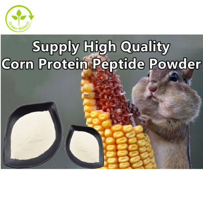 Tumbuhan Ekstrak Peptida protein Jagung Mendukung bubuk peptida Jagung alami berkualitas tinggi