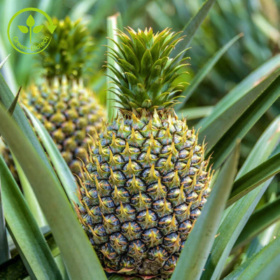 Ekstrak Buah Nanas 100000u/G Dengan Bubuk Enzim Bromelain