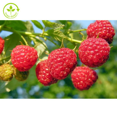 99% Ekstrak Herbal Pasokan Pabrik Raspberry Extract Powder 99% Raspberry Ketone Powder