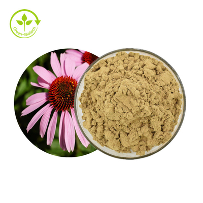 Tanam Echinacea Purpurea Extract 4% Polifenol Bubuk Produk Perawatan Sehat