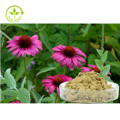 Tanam Echinacea Purpurea Extract 4% Polifenol Bubuk Produk Perawatan Sehat