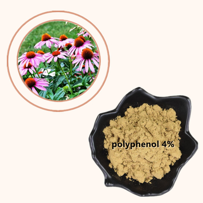 Tanam Echinacea Purpurea Extract 4% Polifenol Bubuk Produk Perawatan Sehat