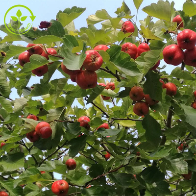 Hawthorn Berry Ekstrak Flavon 80% Bubuk Ekstrak Daun Crataegus