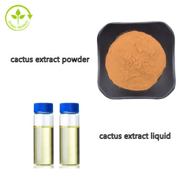 Ekstrak Buah Kaktus Hoodia Kelas Kosmetik Cair Dalam Jumlah Besar