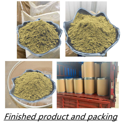 Ajuga Turkestanica Ekstrak Ekstrak Herbal bubuk Suplemen Bubuk Turkesterone 2% 10% 20%