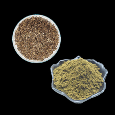 Ekstrak Ajuga Turkestanica Murni 2% 10% Serbuk Turkesterone Digunakan Untuk Binaraga