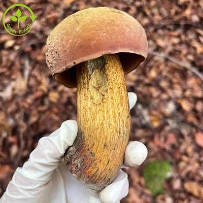 Ekstrak Food Grade King Bolete Ekstrak Boletus Edulis 30% Bubuk Polisakarida