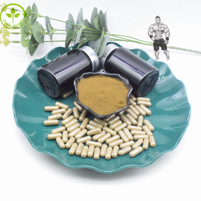 Murni 10% 40% Ekstrak Turkesterone Bubuk 800mg 1000mg Kapsul Turkesterone
