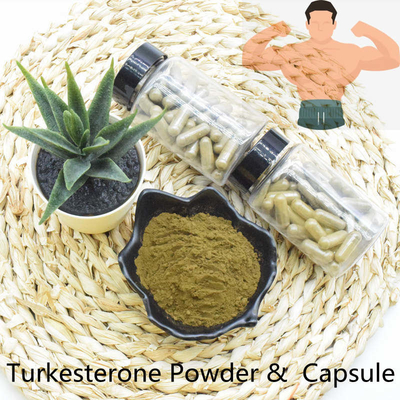 Ekstrak Bubuk Turkesterone Pengiriman Cepat Kualitas Terbaik