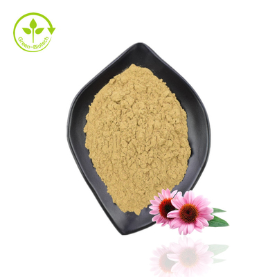 Ekstrak Echinacea Kualitas Terbaik Bubuk Ekstrak Echinacea Organik Purpurea
