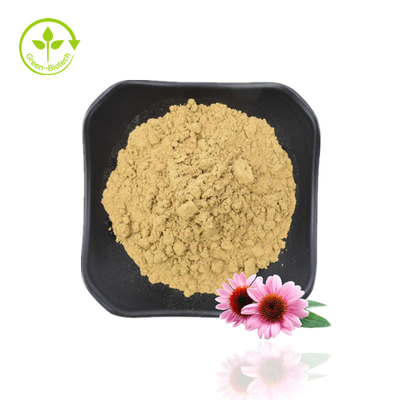 Polifenol Alami 4% Asam Cichoric 1% 4% Ekstrak Echinacea Purpurea