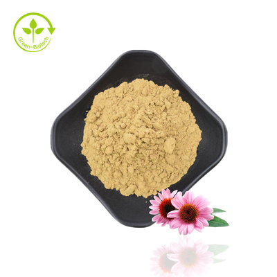 Polifenol Alami 4% Asam Cichoric 1% 4% Ekstrak Echinacea Purpurea