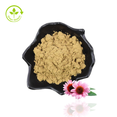 Manufaktur Pasokan Echinacea Purpurea Ekstrak Asam Echinacea Chicoric