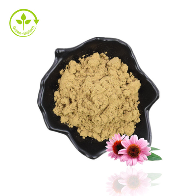 Manufaktur Pasokan Echinacea Purpurea Ekstrak Asam Echinacea Chicoric