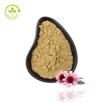 Pasokan Pabrik Echinacea Powder Ekstrak Echinacea Purpurea Ekstrak Echinacea Dengan Kualitas Tinggi