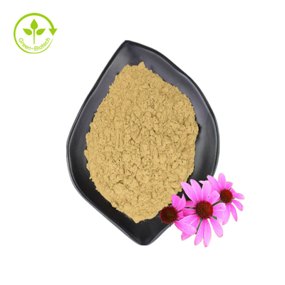 Pasokan Grosir 3% Asam Chicoric Ekstrak Bunga Echinacea Purpurea Ekstrak Echinacea Purpurea