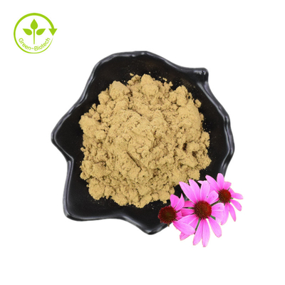 Echinacea Purpurea Ekstrak Echinacea Ekstrak 4% Asam Kikorik