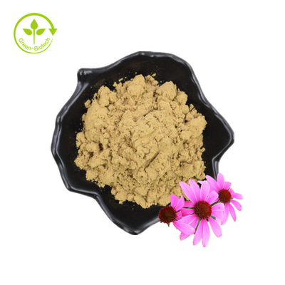 Echinacea Purpurea Ekstrak Echinacea Ekstrak 4% Asam Kikorik