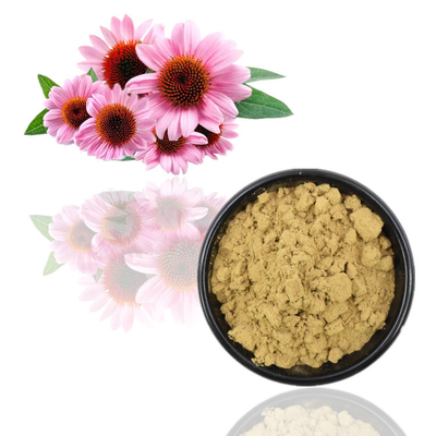 100% Ekstrak Echinacea Purpurea Organik 4% Polifenol 2% Asam Chicorat