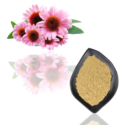 Ekstrak Echinacea Purpurea Organik Alami Polifenol 2% - 4% Asam Cichoric 2% - 5%