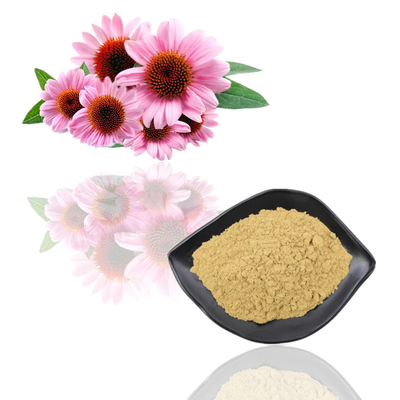 Ekstrak Echinacea Purpurea Organik Alami Polifenol 2% - 4% Asam Cichoric 2% - 5%