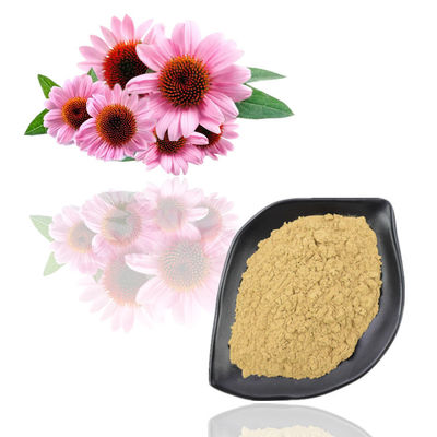 Ekstrak Tumbuhan Food Grade Bubuk Ekstrak Bunga Echinacea Purpurea