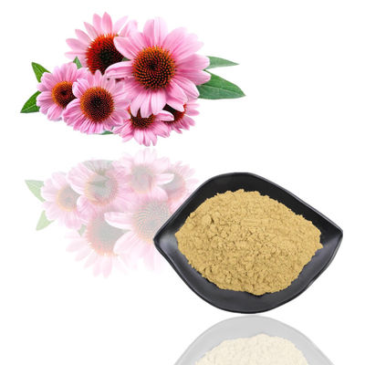 Ekstrak Tumbuhan Food Grade Bubuk Ekstrak Bunga Echinacea Purpurea
