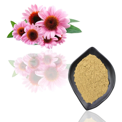 Bubuk Ekstrak Tumbuhan Alami Murni Echinacea Purpurea Ekstrak Bubuk Massal