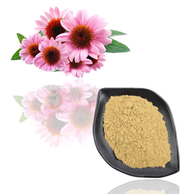 Ekstrak Echinacea Purpurea 4% - 6% Bubuk Ekstrak Tumbuhan Polifenol