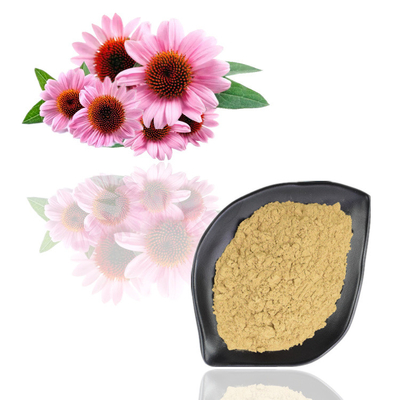 Ekstrak Echinacea Purpurea 4% - 6% Bubuk Ekstrak Tumbuhan Polifenol