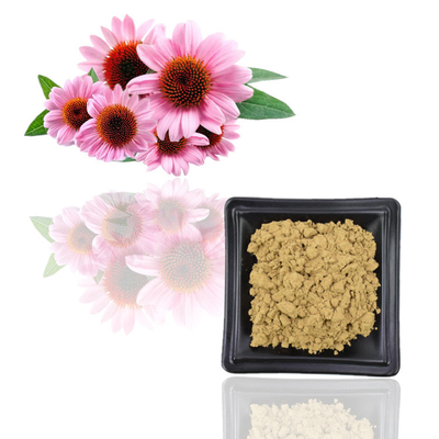 Sertifikat Iso 100% Ekstrak Echinacea Purpurea Alami 10% Polifenol