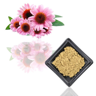 7% Ekstrak Tumbuhan Echinacea Purpurea Murni Ekstrak Polifenol