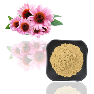 7% Ekstrak Tumbuhan Echinacea Purpurea Murni Ekstrak Polifenol