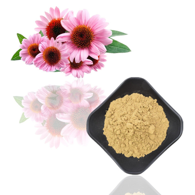 Ekstrak Akar Echinacea Purpurea Herbal Polifenol 4% Ekstrak Echinacea Purpurea