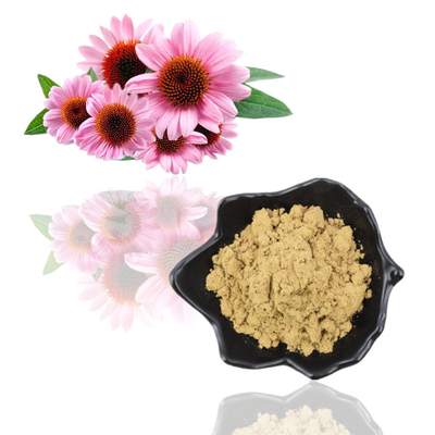 Polifenol 4% Tumbuhan Ekstrak Bubuk Cichoric Acid 1% 4% Ekstrak Echinacea Purpurea