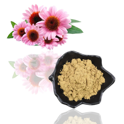 Ekstrak Echinacea Purpurea Organik Alami Murni 4% Bubuk Polifenol