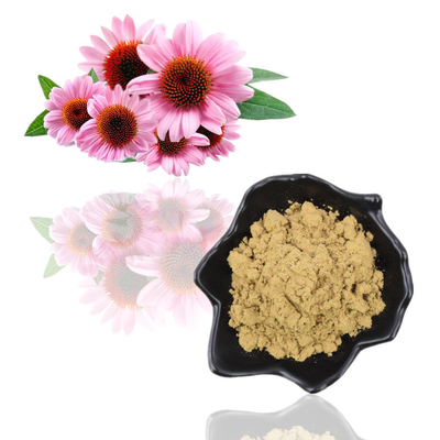 Ekstrak Echinacea Purpurea Organik Alami Murni 4% Bubuk Polifenol